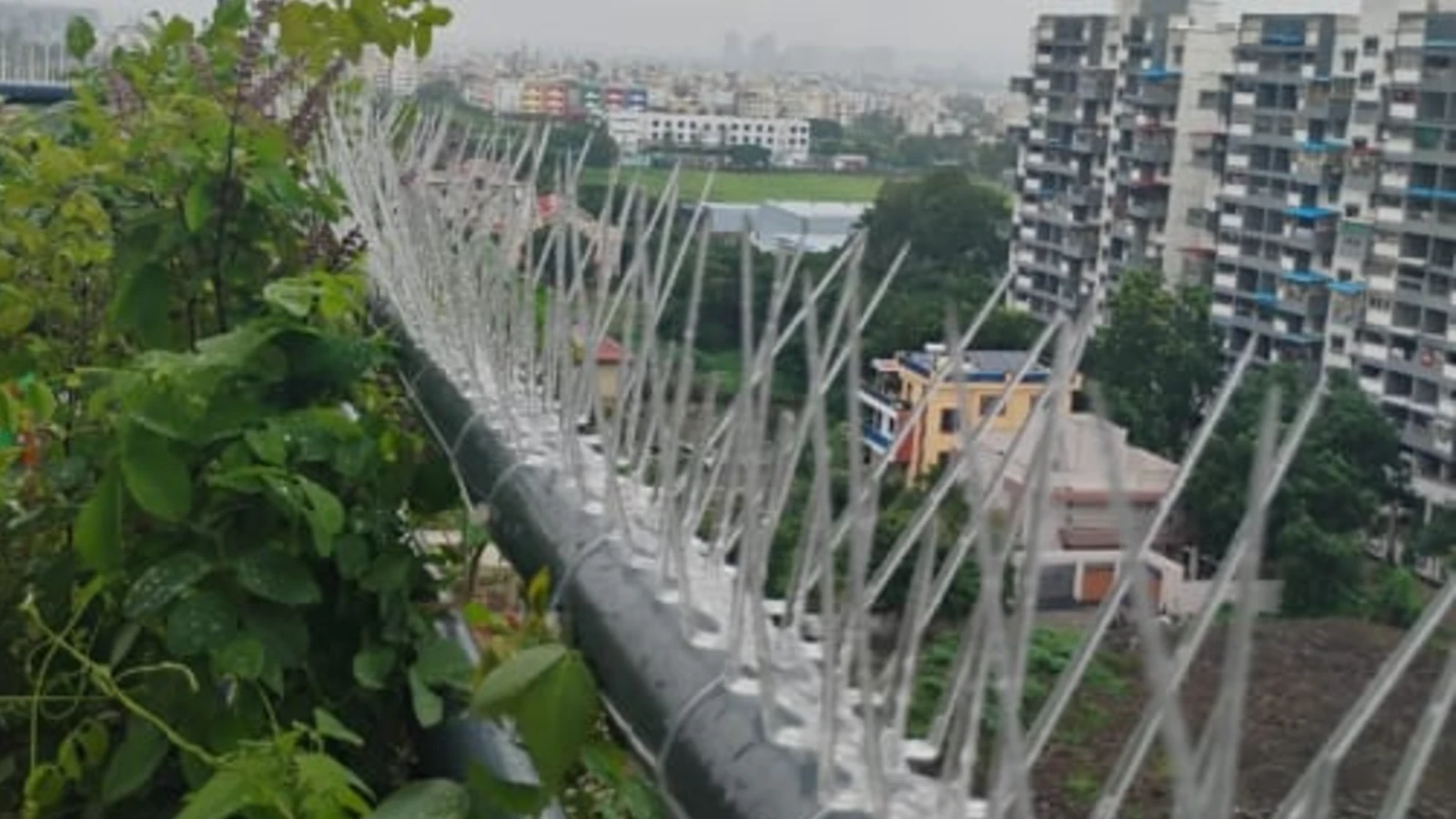 Bird spikes setup to stop pigeons